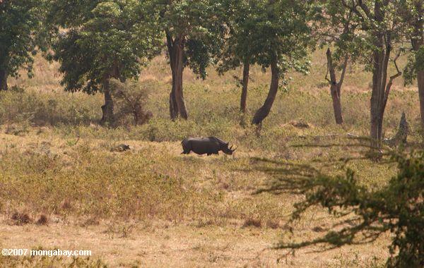женщины черного носорога (diceros bicornis) с потомство