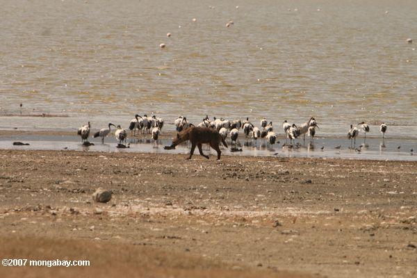 гиена и священные IBIS на берегу озера magadi
