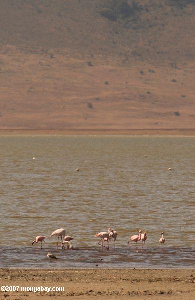 меньшей фламинго на озере magadi
