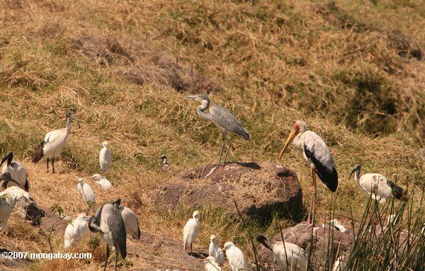 Garza gris, el ganado egret, o ibis sagrado, amarillo facturado cigüeña