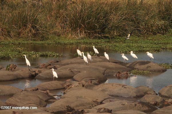 крупного рогатого скота egrets на спину hippos