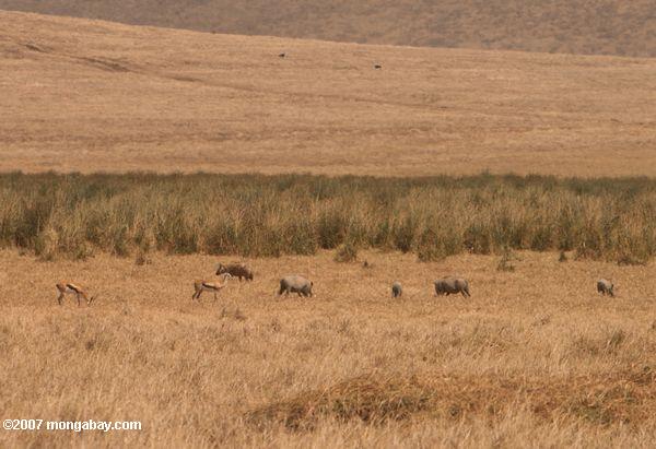 Spotted Hyäne, Warzenschweine, und Gewährung der Gazelle zusammen auf einer grasbewachsenen Ebene