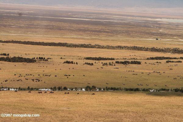 Plancher du cratère de Ngorongoro, avec la végétation riveraine le long de la rivière Munge