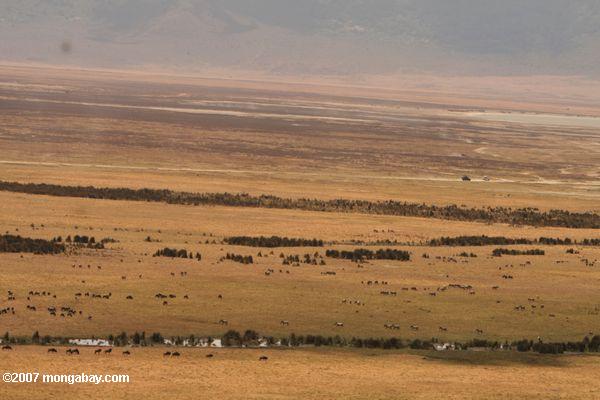 этаж ngorongoro кратера, с прибрежной растительности вдоль реки munge