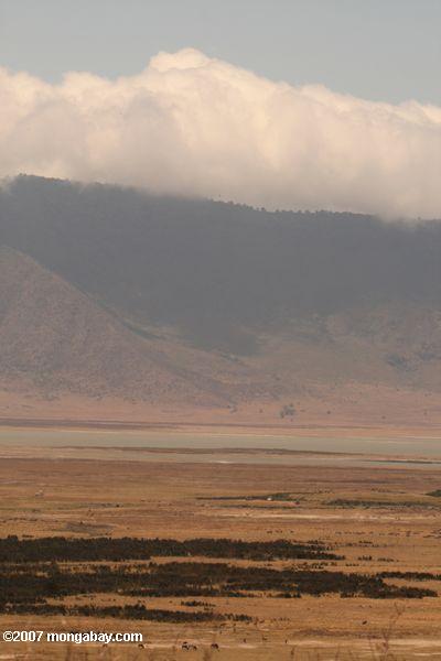 этаж ngorongoro кратера - темные области растительности вдоль реки munge