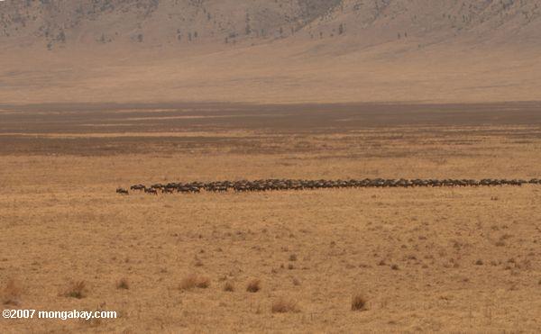 Herde von wildebeest