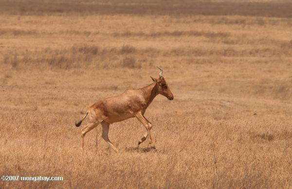 Bubale (Alcelaphus buselaphus), une antilope africaine prairie