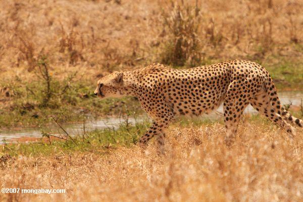 Cheetah (Acinonyx jubatus), el más rápido de animales terrestres