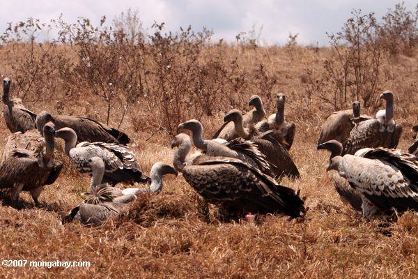 vultures питания на гну каркаса