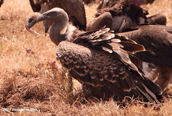 White africanos apoyados Vulture (Gyps africanus)