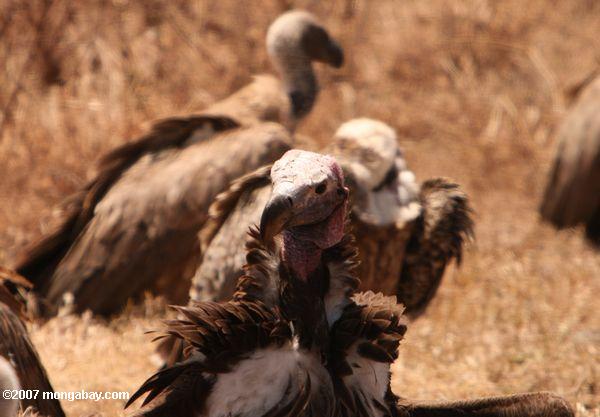 White encabezados Vulture (Trigonoceps occipitalis)
