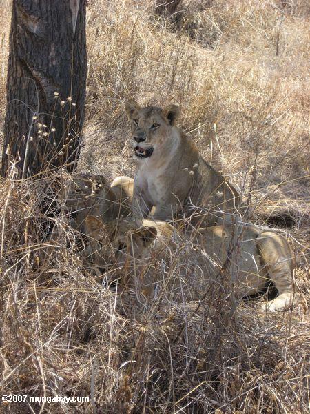 Lions montrant les capacités de camouflage