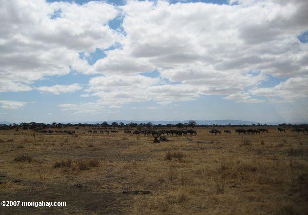 Wildebeest troupeau