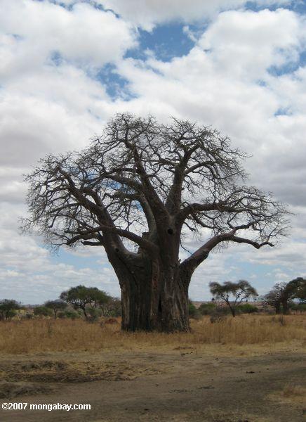 Baobab africain (Adansonia digitata)
