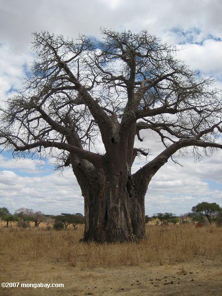 Africano Baobab (Adansonia digitata)