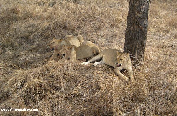 Drei Löwen, keuchend nach einer Mahlzeit