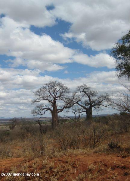 Африканский baobabs (adansonia digitata)