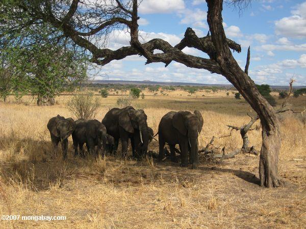 Elefanten drängen sich im Schatten eines Acacia