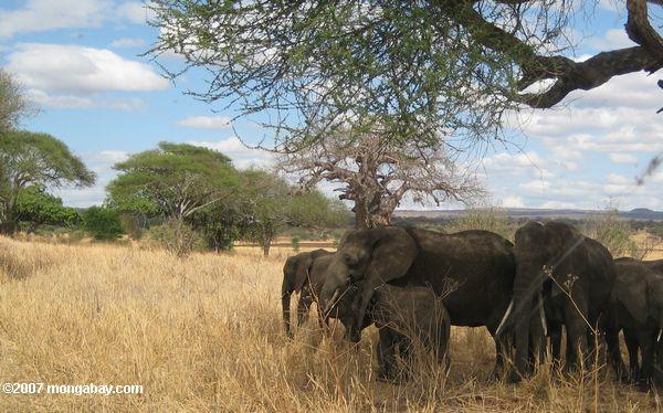 Elefanten drängen sich im Schatten eines Acacia
