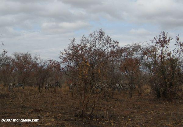 Zebra entre la vegetación seca