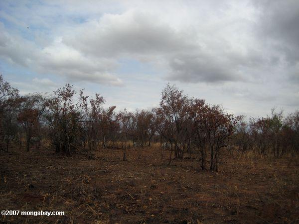 Zebras entre la vegetación seca