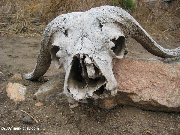 バッファローの頭蓋骨