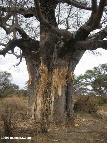 Baobab de árboles dañados por los elefantes