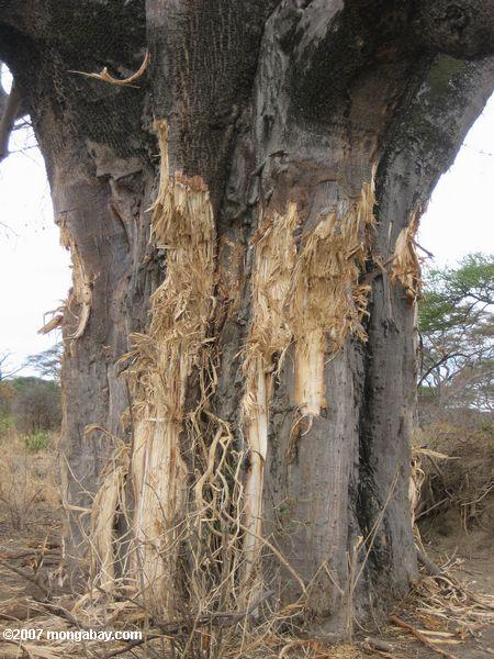 Los daños a Baobab árbol inflected por elefantes