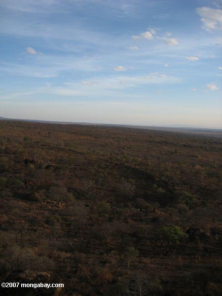 Vista aérea del arbusto de la vegetación Tarangire