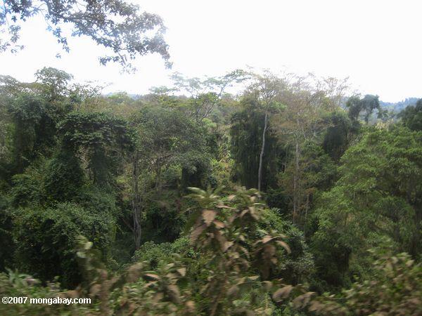 Equipo de construcción de un camino forestal de África