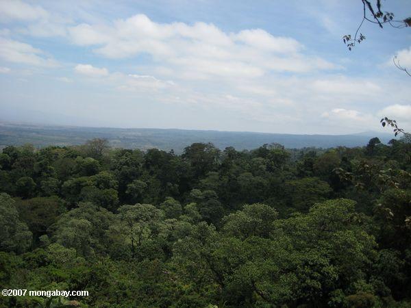 タンザニアでの熱帯林