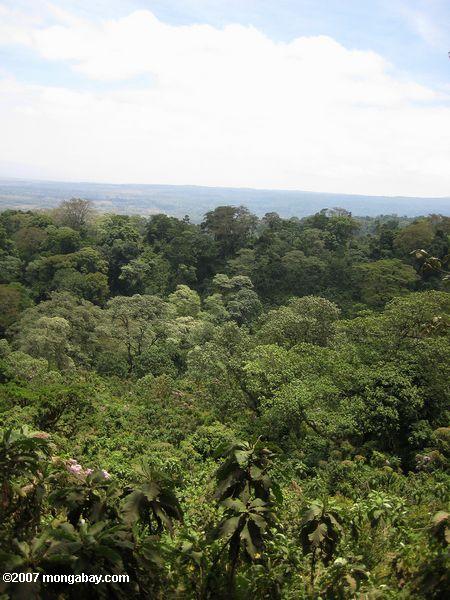 Tropischen Regenwald des Ngorongoro