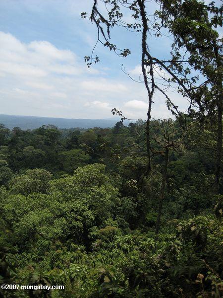 Forêts montagnardes tropicales en Afrique