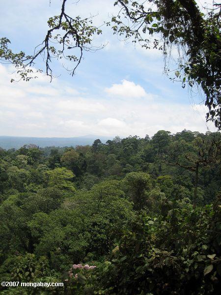 タンザニアの山地林