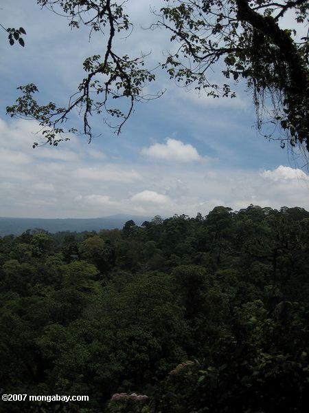 Montane floresta perto da cratera Ngorongoro