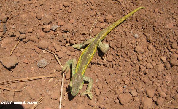 Chameleon карлика (bradypodion видов) пересечения грунтовой дороге