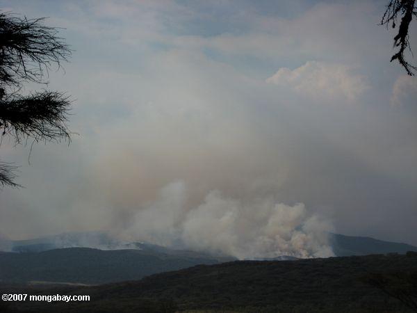 Pinsel Feuer in der Ngorongoro