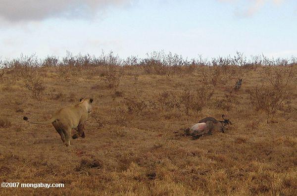 Lion persiguiendo un jackal fuera de un wildebeest matar