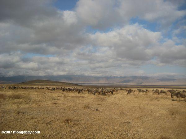 Giant wildebeest rebaño