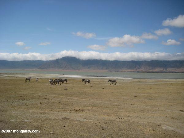 Зебра с озером magadi в фоновом режиме