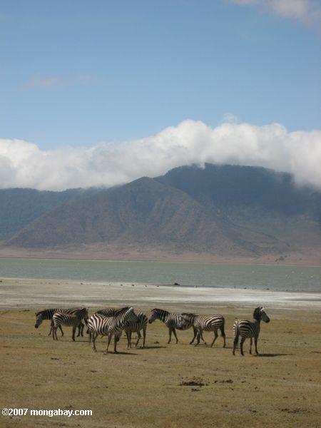 Зебра с озером magadi в фоновом режиме