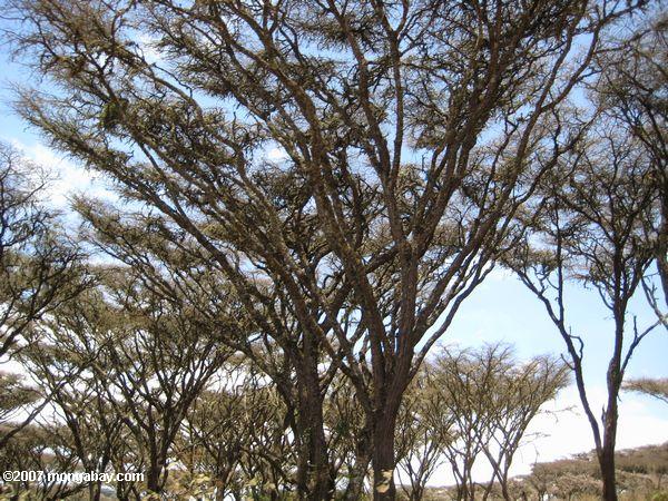 Bäume in Ngorogoro Krater