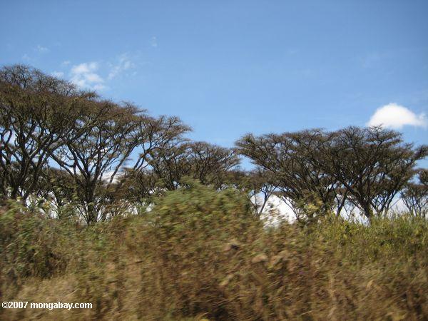 Arbres dans le cratère Ngorogoro
