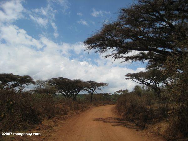Straße in der Ngorogoro Krater