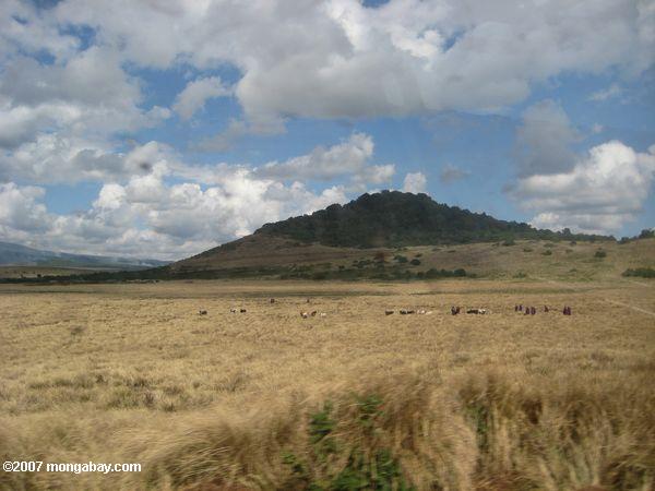 Pastores Maasai en una sabana