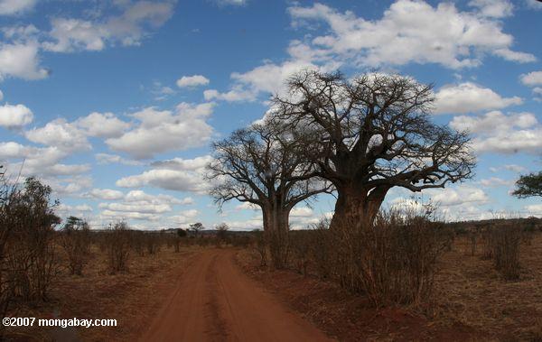 Africano Baobabs (Adansonia digitata)