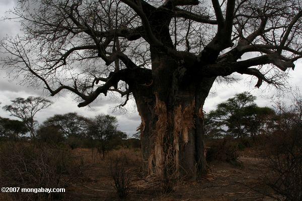 Baobab de árboles dañados por los elefantes