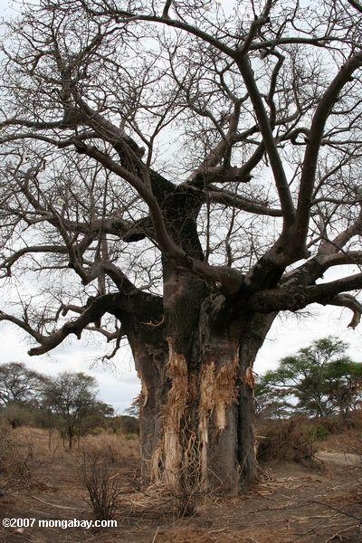 Baobab Baum beschädigt von Elefanten