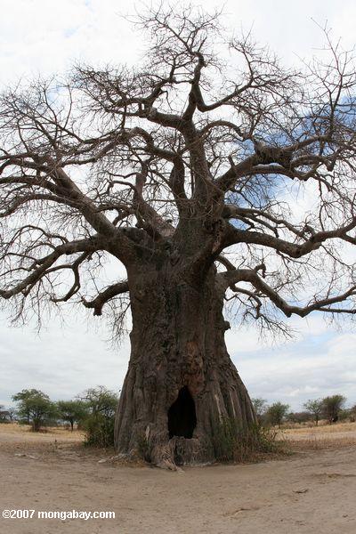 Giant afrikanischen Affenbrotbaum