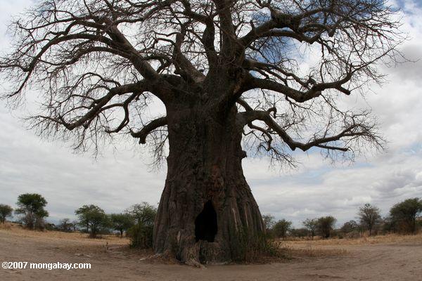 Giant afrikanischen Affenbrotbaum